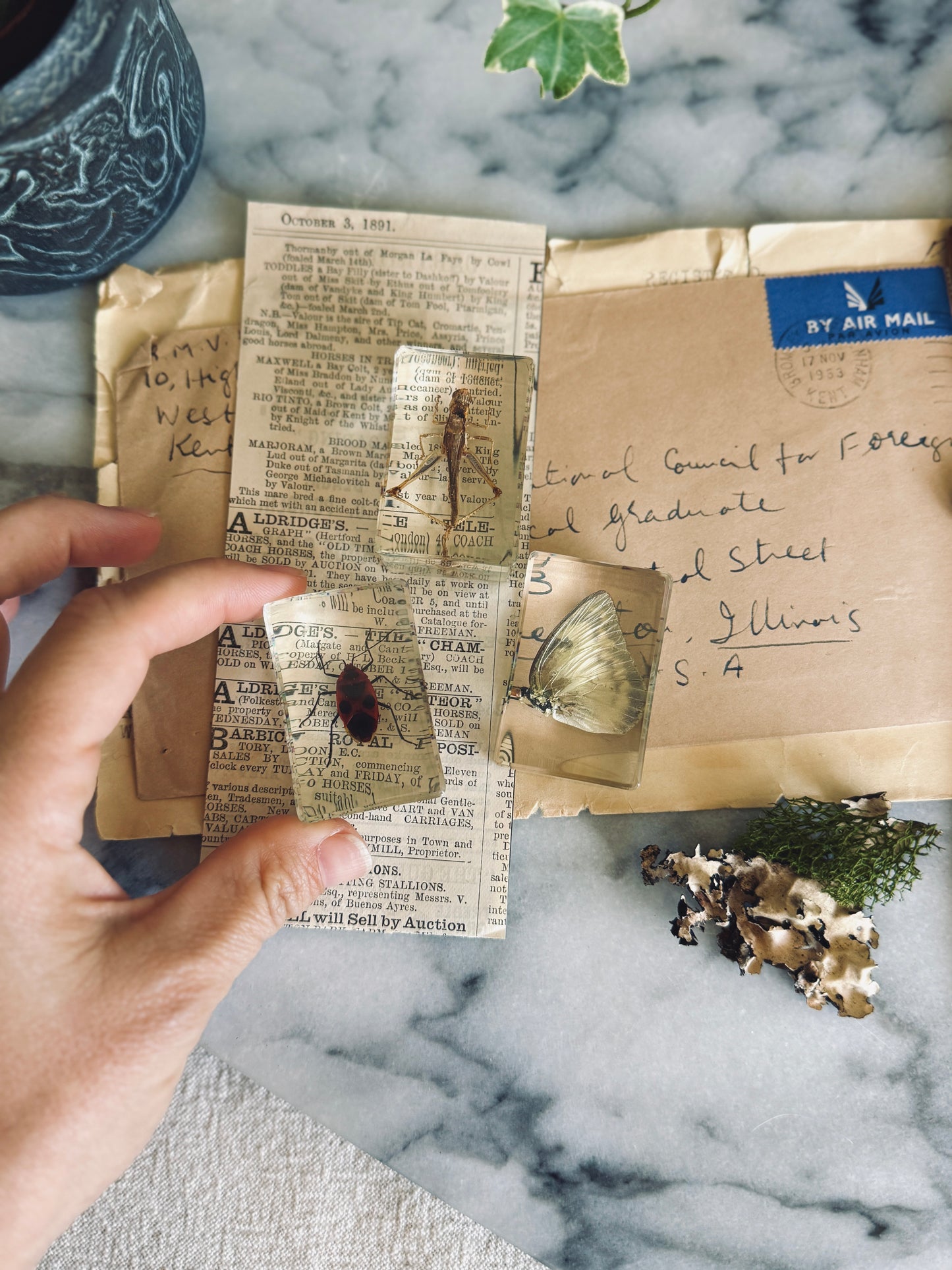Set of three insect specimens suspended in resin