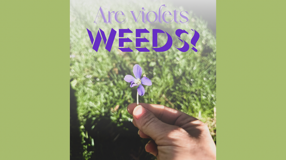 Are Violets Weeds?