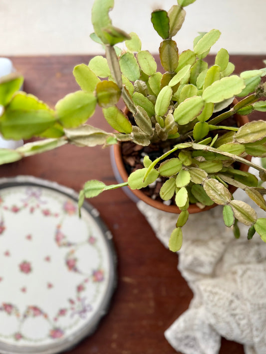 An Easy To Care for Heirloom Plant: Easter Cactus