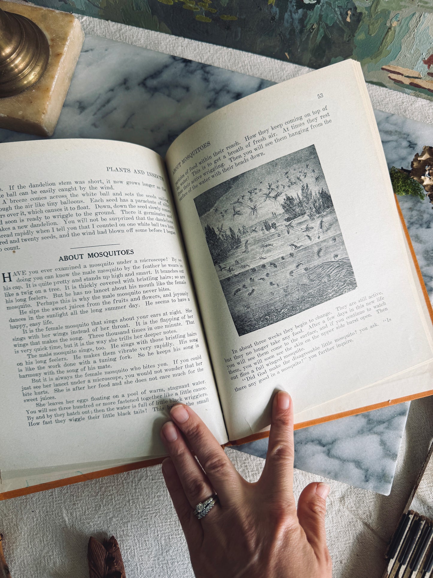 Plants and Insects Book