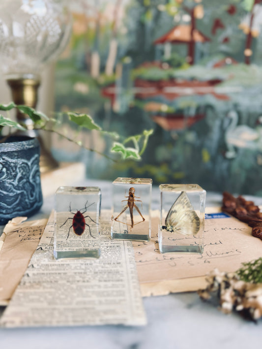 Set of three insect specimens suspended in resin