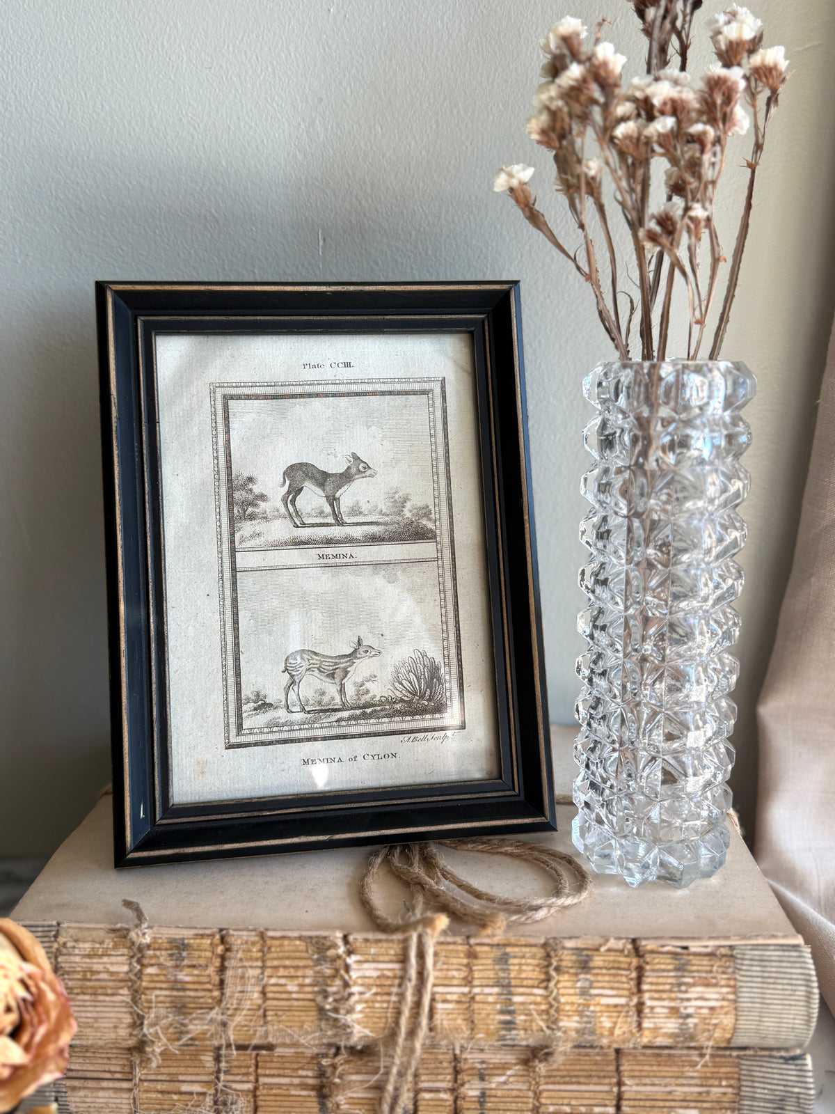 Framed 1812 bookplate Buffon print of Memina of Cylon