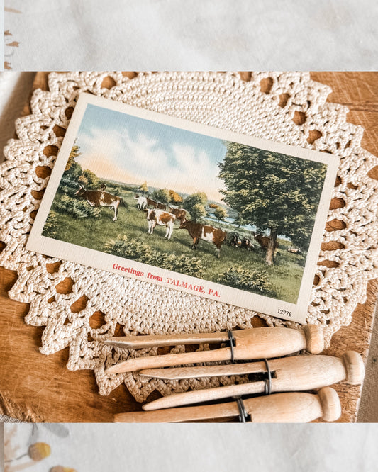 Postcard of Cows in a pastoral landscape