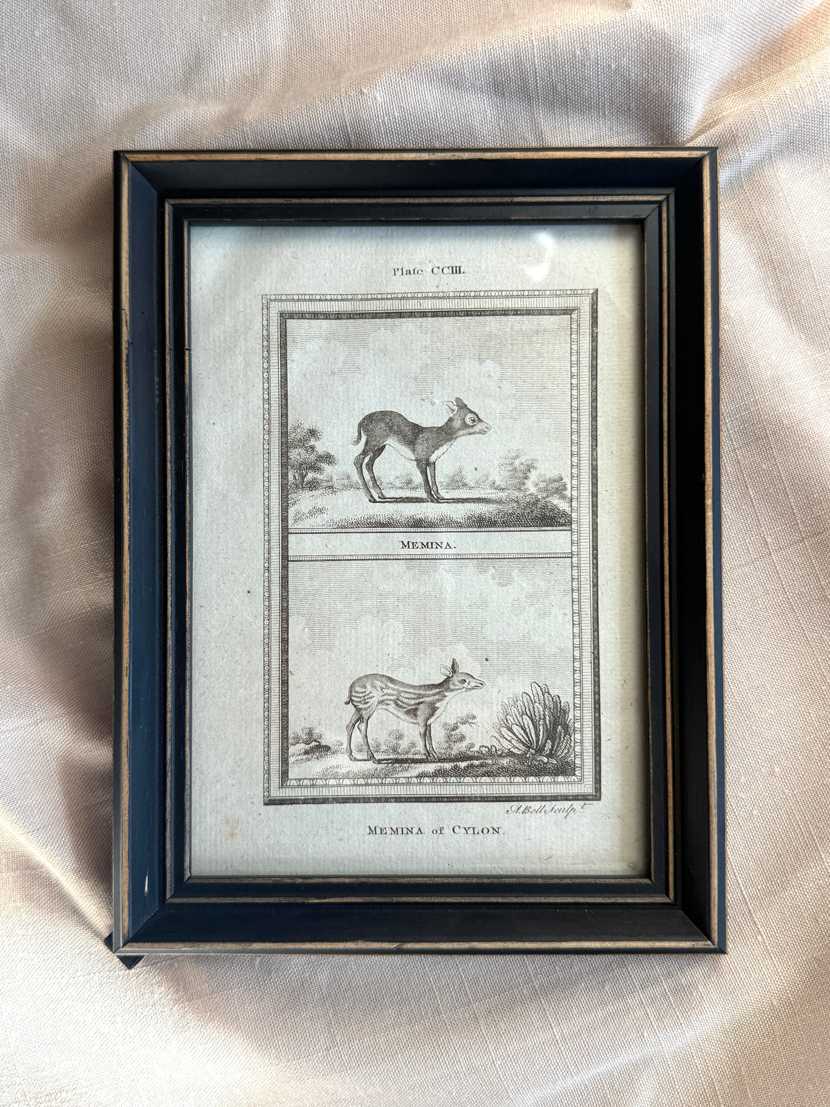 Framed 1812 bookplate Buffon print of Memina of Cylon