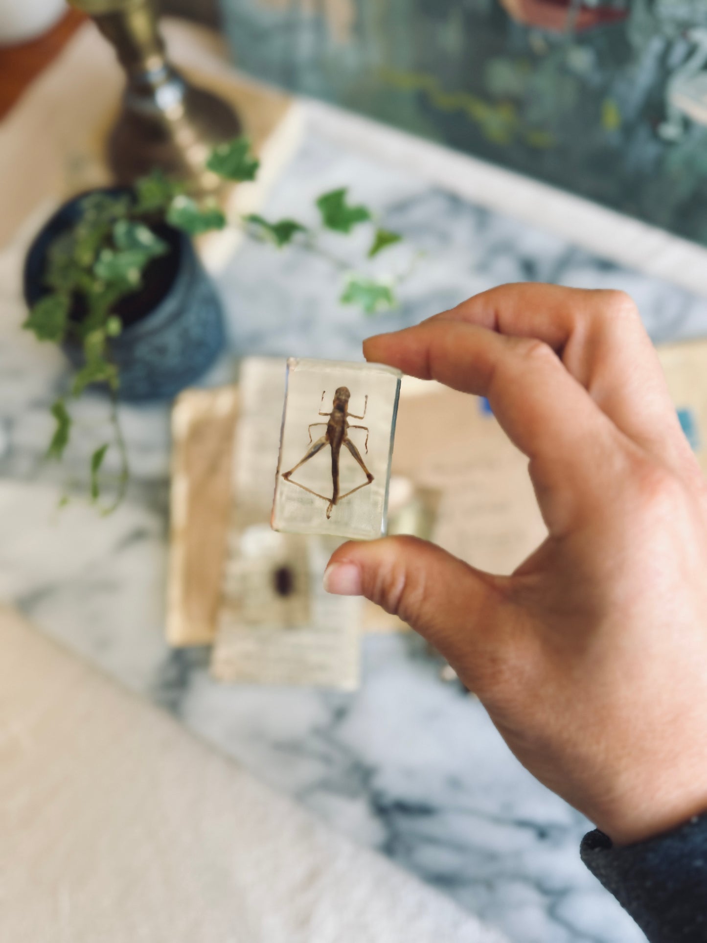 Set of three insect specimens suspended in resin
