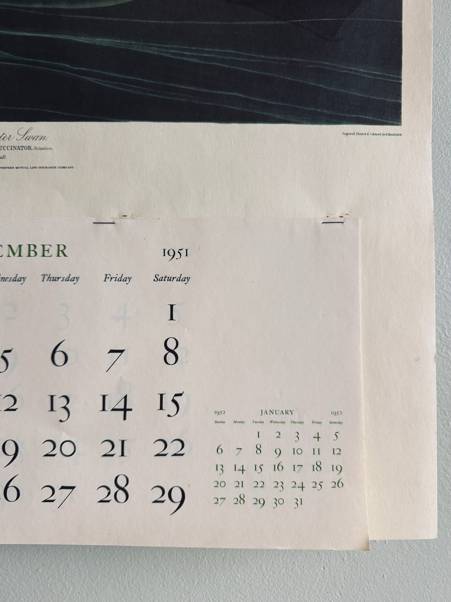 Wall calendar from the 1950’s with Audubon print of a swan