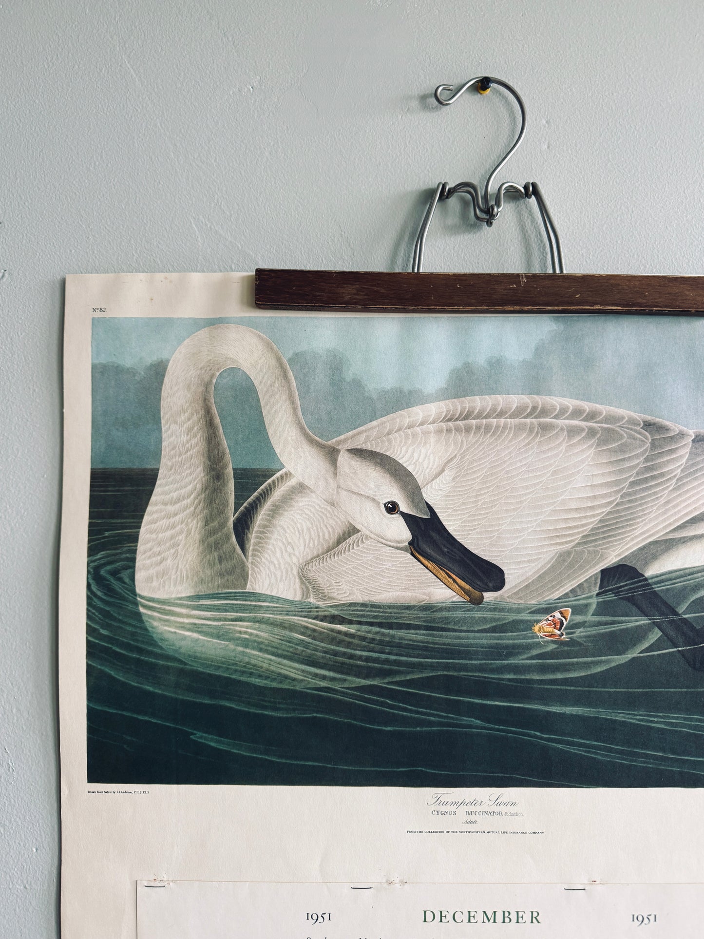 Wall calendar from the 1950’s with Audubon print of a swan